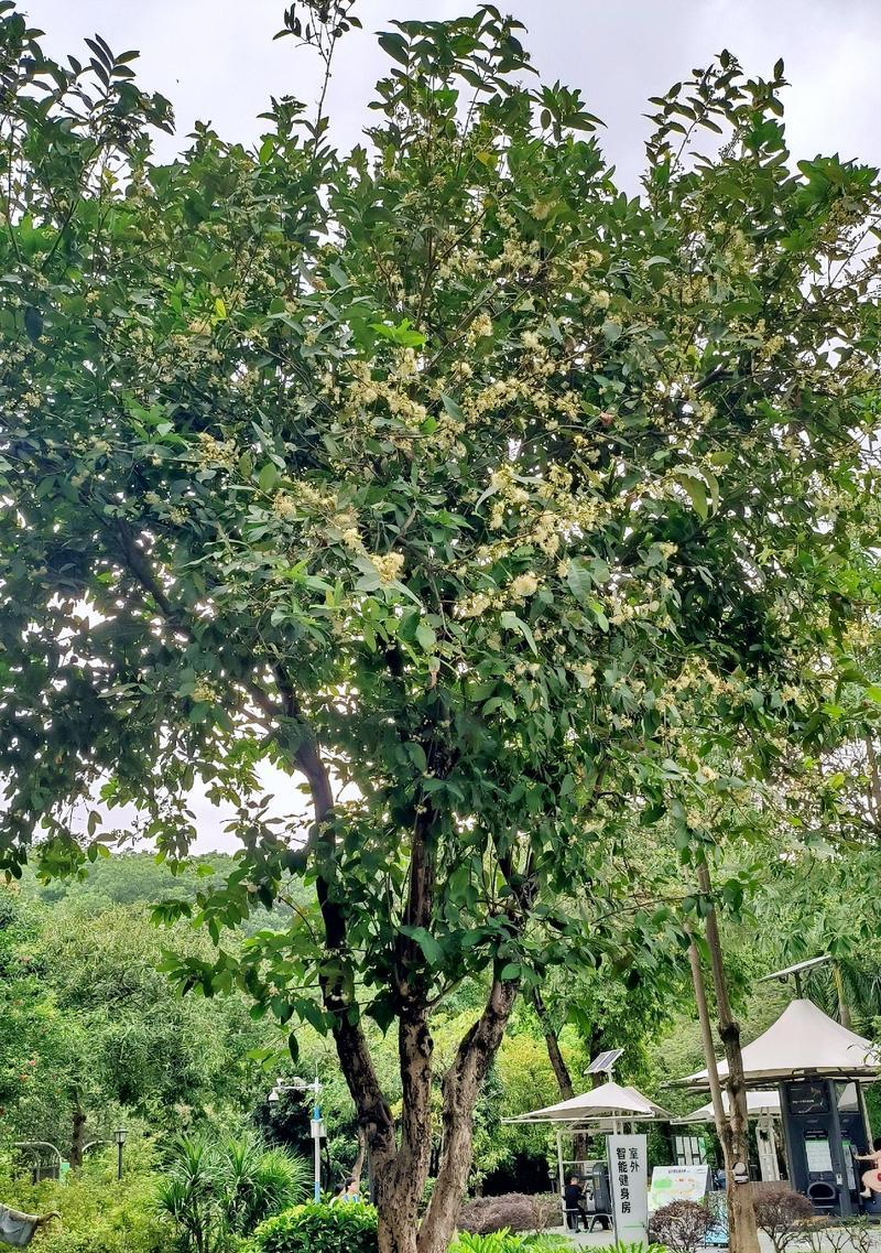 莲雾的花语是什么？它在文化中有哪些含义？
