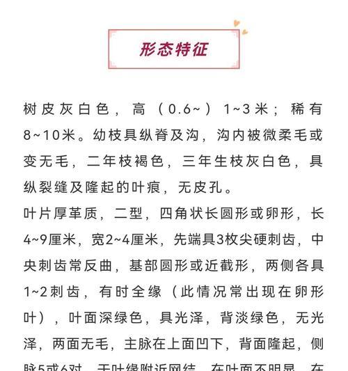 枸骨花语代表保护吗？它在传统中象征什么？