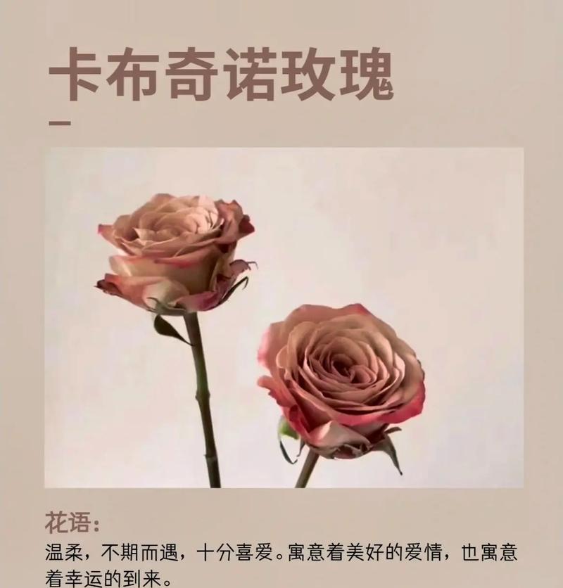 传说中的美好花语有哪些？它们代表什么？