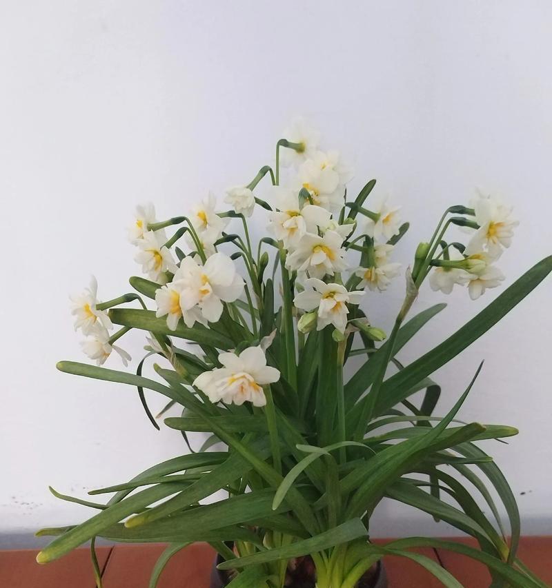 水仙花语大全是什么？水仙在文化中象征什么？