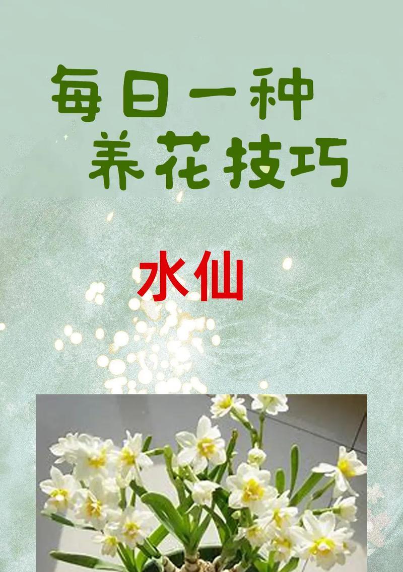 水仙花语大全是什么？水仙在文化中象征什么？