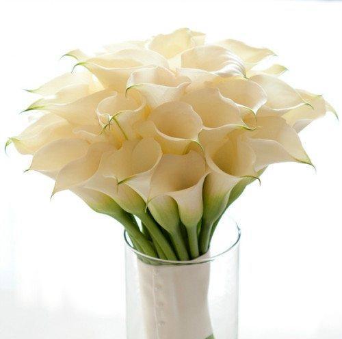 黄花新月花语是什么？它代表了哪些含义？