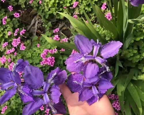 耧斗草的花语是什么？它在文化中有何寓意？