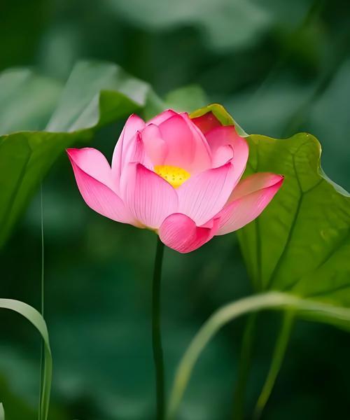 耧斗草的花语是什么？它在文化中有何寓意？
