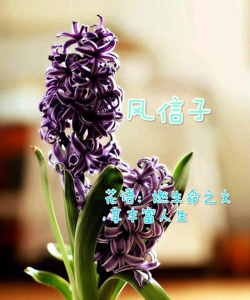 橘子花语大全有哪些？橘子花语代表了什么？