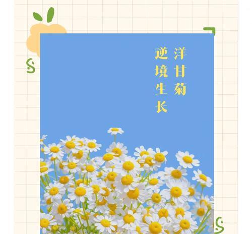 菊科植物花语有哪些？它们各自代表了什么？