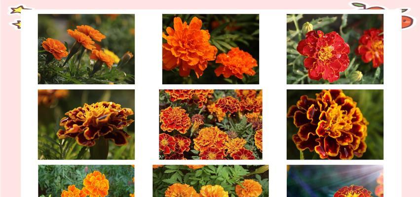 菊科植物花语有哪些？它们各自代表了什么？