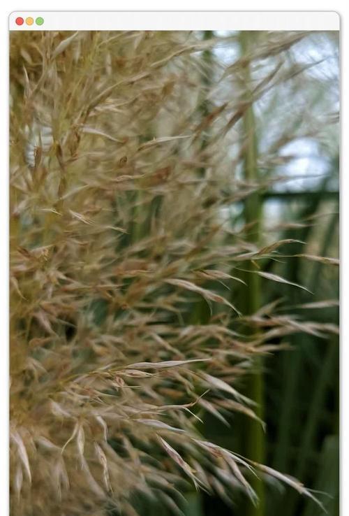 棉花芦苇花语是什么？它们在自然界中象征着什么？