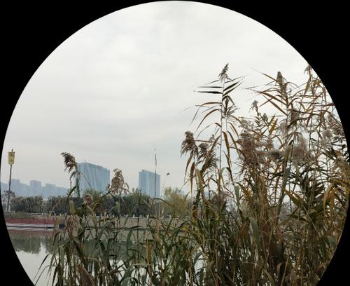 棉花芦苇花语是什么？它们在自然界中象征着什么？