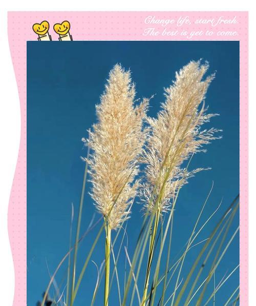 棉花芦苇花语是什么？它们在自然界中象征着什么？