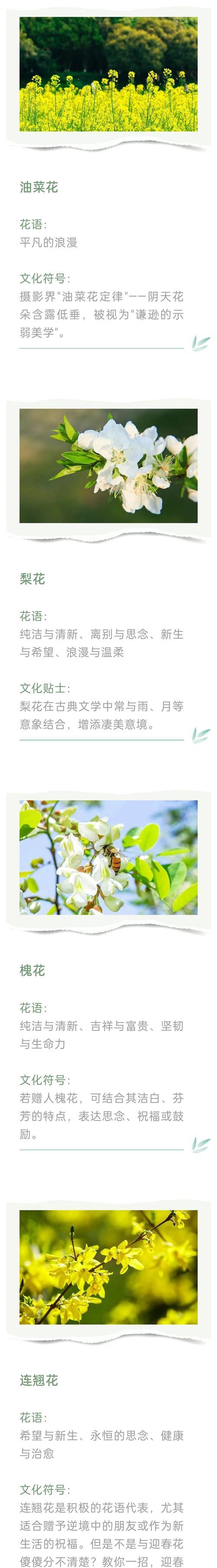 冬珊瑚花语代表了什么？它在冬季有何特殊含义？