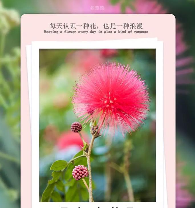冬珊瑚花语代表了什么？它在冬季有何特殊含义？