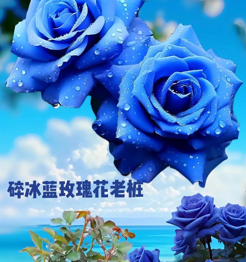 玫瑰辉煌花语是什么？它如何表达爱的辉煌？