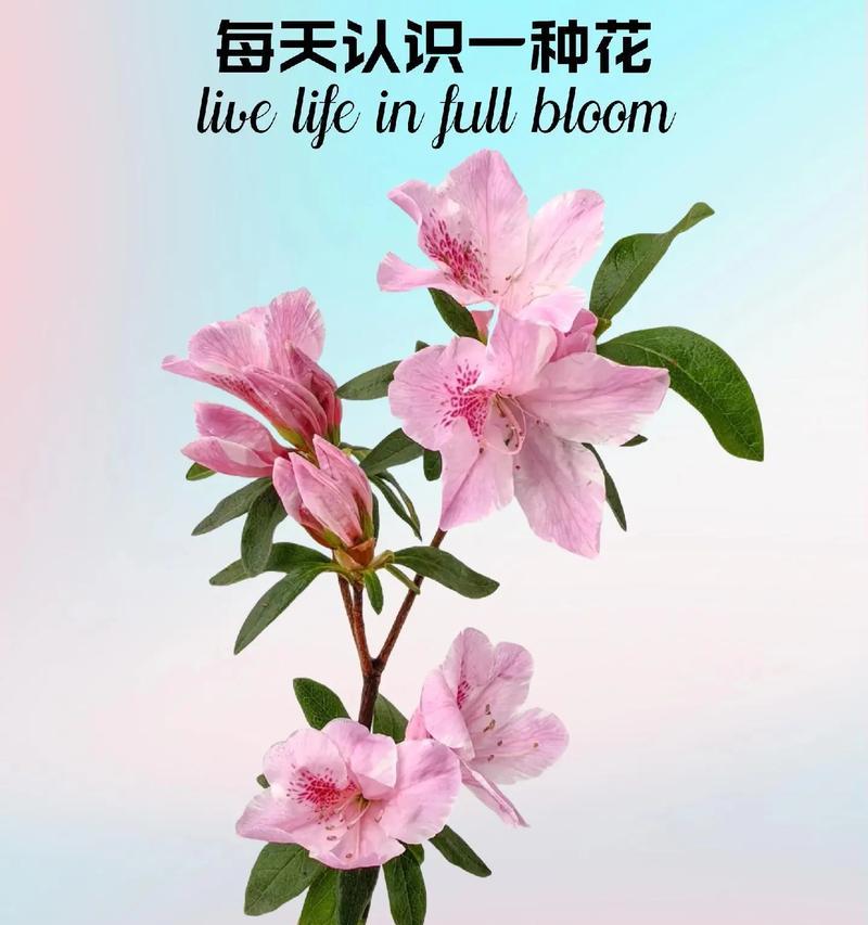 如何搜索花之花语？花语搜索有哪些技巧？
