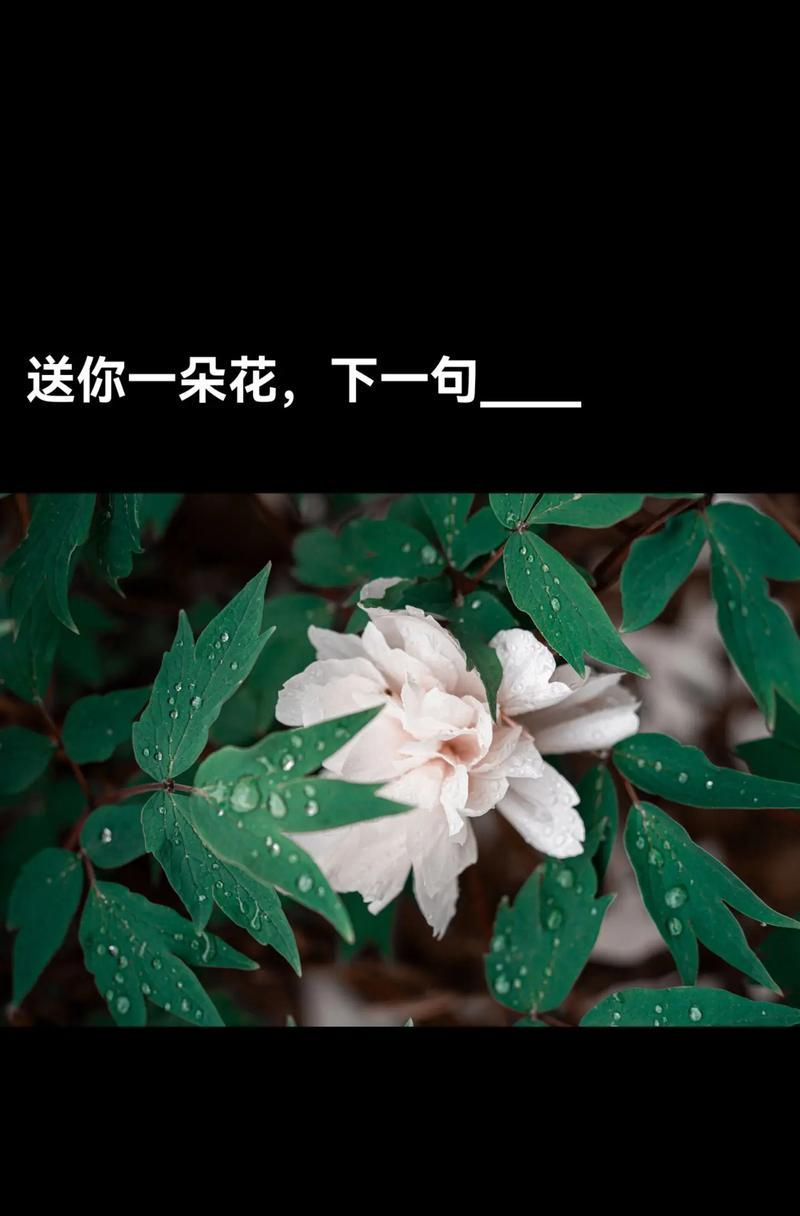 如何搜索花之花语？花语搜索有哪些技巧？