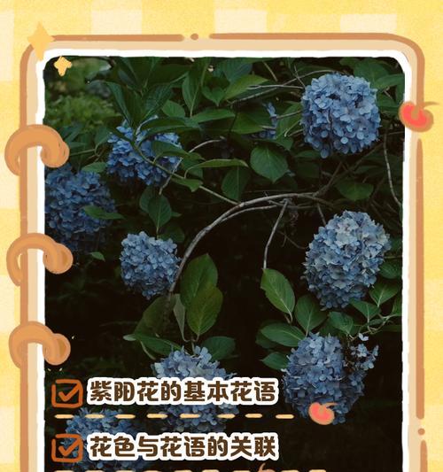 金钟花花语是什么？它在自然界中象征着什么？