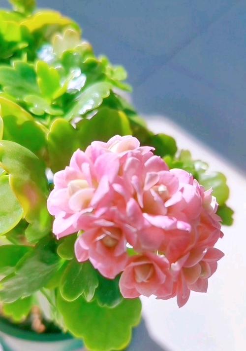 巴黎长寿花语是什么？它如何传达长寿的祝福？