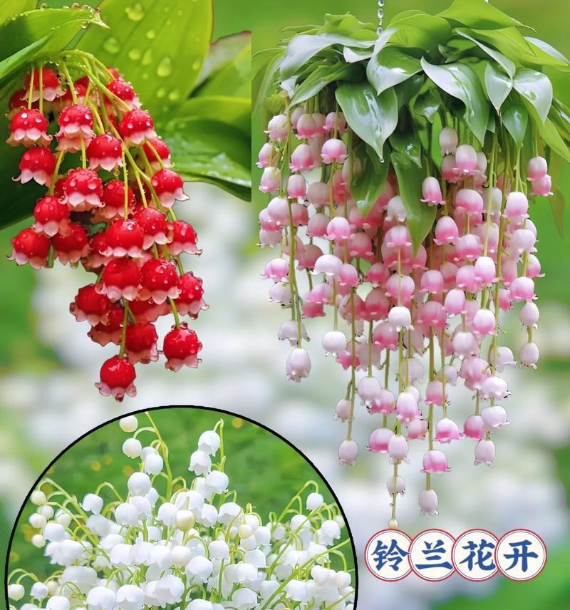 铃兰的花语是什么？它在花语中代表了什么？