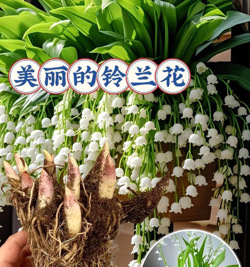 铃兰的花语是什么？它在花语中代表了什么？
