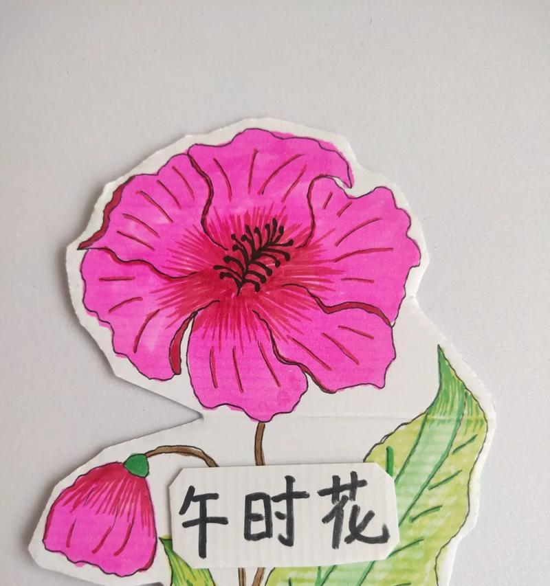 午时花的花语是什么？如何正确解读午时花的含义？