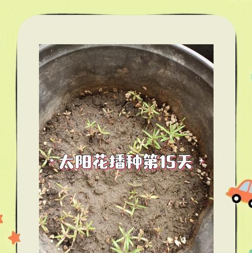 午时花的花语是什么？如何正确解读午时花的含义？