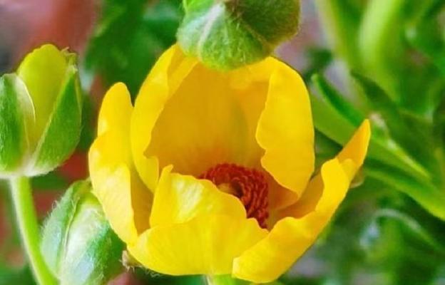 午时花的花语是什么？如何正确解读午时花的含义？