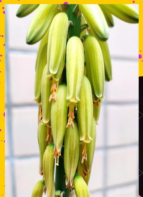 芦荟花得的花语有哪些？芦荟花得象征着什么？