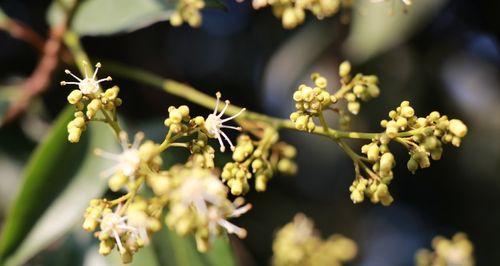 荔枝花树的花语是什么？荔枝花树的寓意有哪些？