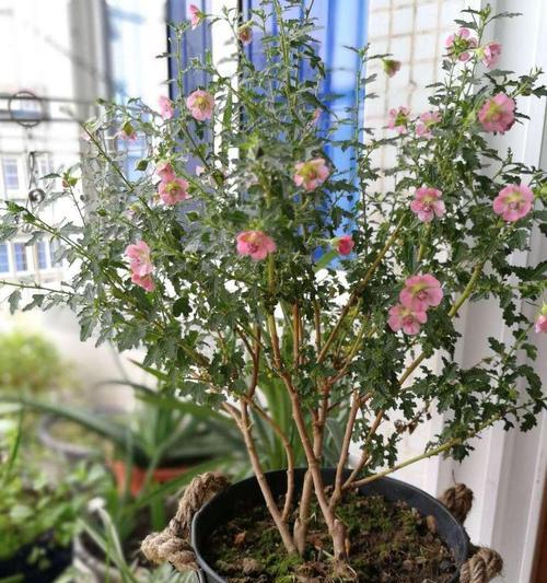 小木槿的花语是什么？小木槿象征着什么？