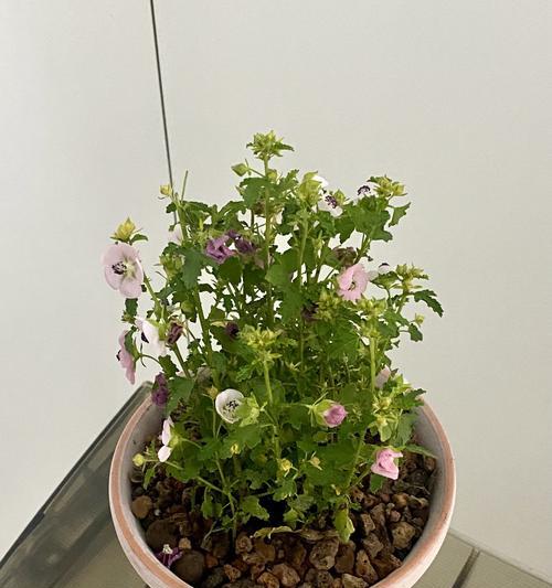 小木槿的花语是什么？小木槿象征着什么？