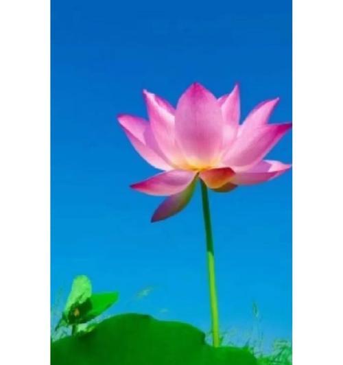 莲花的象征花语是什么？莲花代表了哪些意义？