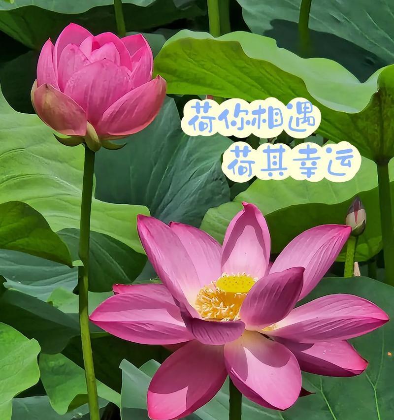 莲花的象征花语是什么？莲花代表了哪些意义？