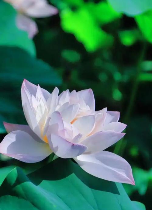 莲花的象征花语是什么？莲花代表了哪些意义？