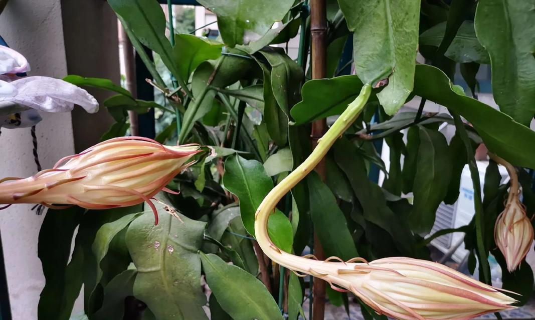 昙花的典故花语有哪些？昙花的花语背后的故事是什么？