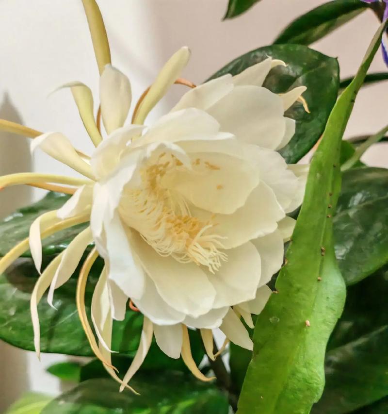 昙花的典故花语有哪些？昙花的花语背后的故事是什么？