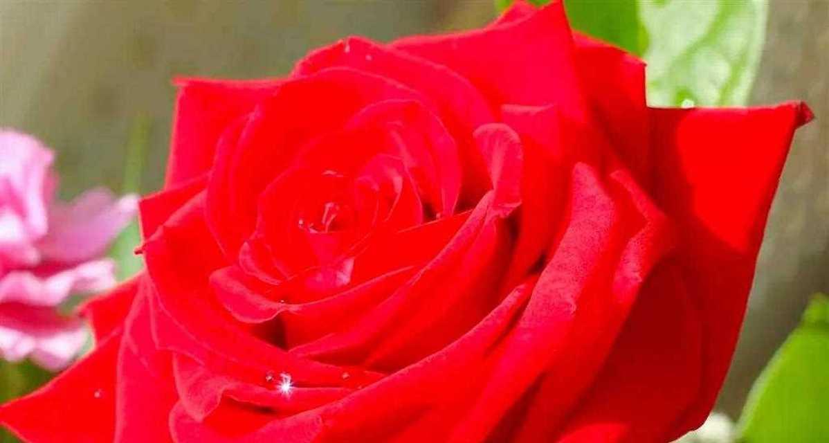 红星花的花语是什么？红星花象征着什么？
