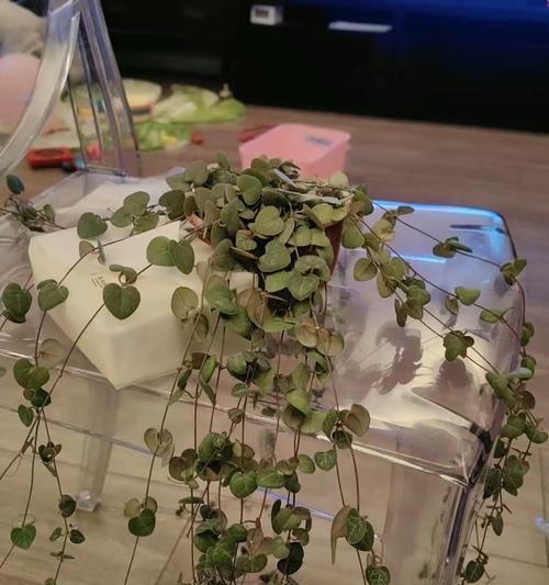 百万心的花语是什么？百万心代表了哪些含义？