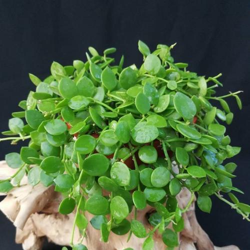 百万心的花语是什么？百万心代表了哪些含义？