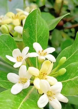 海桐的花语来源是什么？海桐花语有哪些特点？