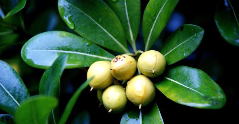 海桐的花语来源是什么？海桐花语有哪些特点？