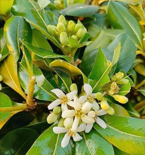 海桐的花语来源是什么？海桐花语有哪些特点？