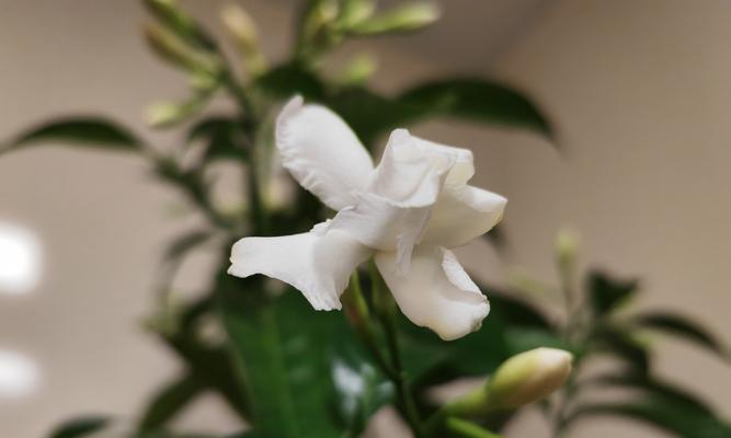 狗牙花的花语是什么？狗牙花象征着什么？