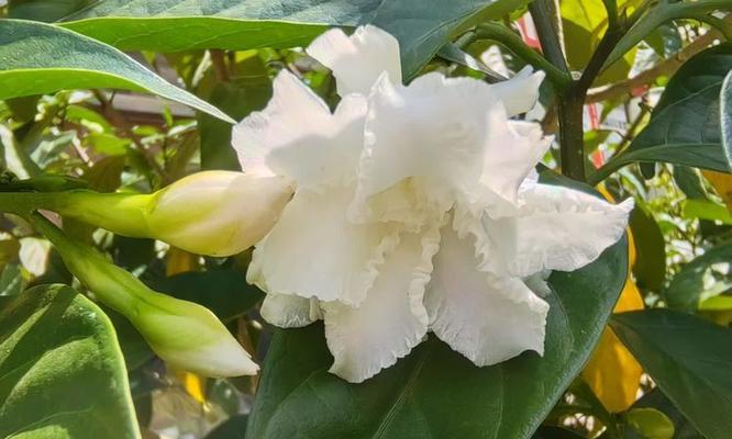 狗牙花的花语是什么？狗牙花象征着什么？