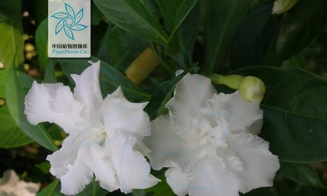 狗牙花的花语是什么？狗牙花象征着什么？