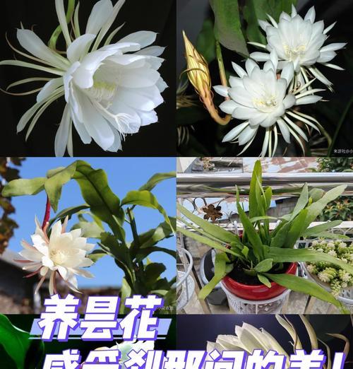 昙花的诗句花语有哪些？昙花诗句背后的意义是什么？