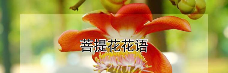 花语的美好之处在哪里？如何感受花语的美好？