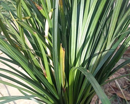 土麦冬的花语是什么？土麦冬象征着什么？
