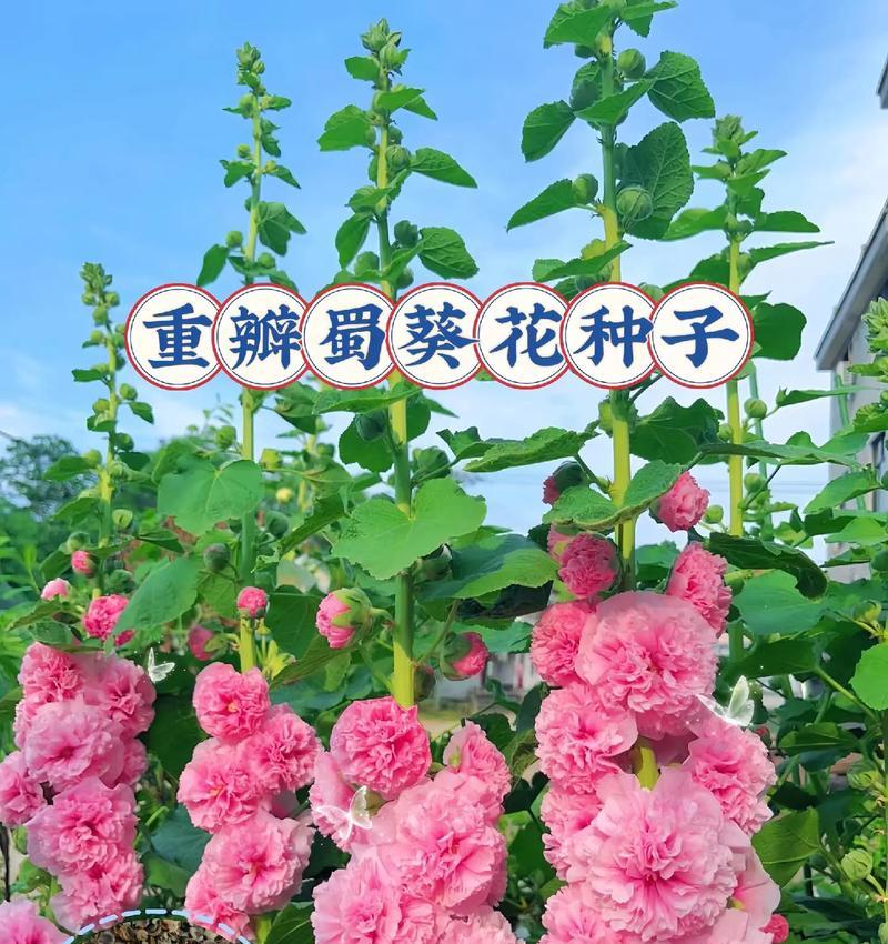 蜀葵白色花的花语是什么？蜀葵白色花代表了什么？
