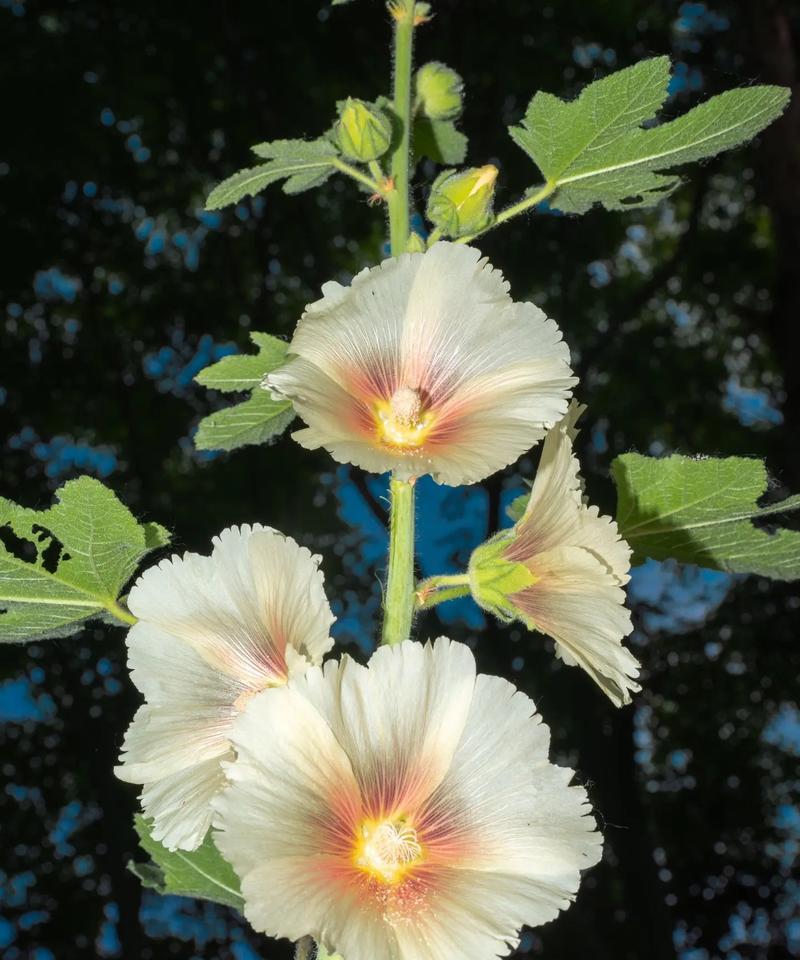 蜀葵白色花的花语是什么？蜀葵白色花代表了什么？
