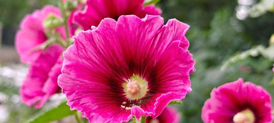 蜀葵白色花的花语是什么？蜀葵白色花代表了什么？